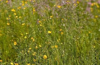 Wohnung kaufen in 91217 Hersbruck, Hersbruck - 4 Zimmer Wohnung zzgl. Hobbyraum - renoviert