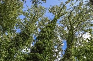 Grundstück zu kaufen in 13129 Blankenburg, schönes Baugrundstück in ruhiger Lage, ideal für Ihr neues EFH