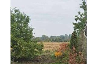 Einfamilienhaus kaufen in 67227 Studernheim, Einfamilienhaus in gefragter Lage für Handwerker!