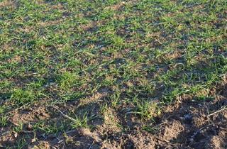 Gewerbeimmobilie kaufen in 06779 Raguhn, Landwirtschaftliche Ackerflächen in Raguhn 29.916m²