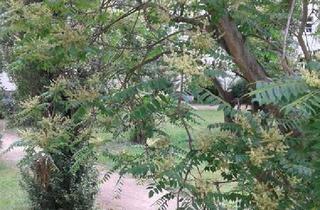 Wohnung kaufen in Edisonstraße 30, 12459 Berlin, Berlin - Sonnige 2-Zi-Balkonwhg, Altbau, 3. OG, 2 gleichgr. Zimmer + große Küche