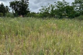 Grundstück zu kaufen in 15537 Grünheide, Baugrundstück in Grünheide OT Hangelsberg