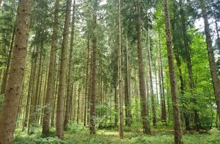 Immobilie kaufen in 83607 Holzkirchen, Waldfläche Nähe Holzkirchen zu verkaufen