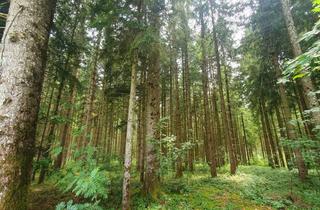 Immobilie kaufen in 83607 Holzkirchen, Waldfläche Nähe Holzkirchen zu verkaufen
