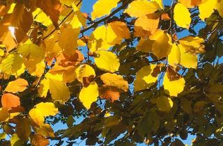 Doppelhaushälfte kaufen in 83064 Raubling, Hier stimmen Preis und Leistung: Doppelhaushälfte mit 2 Wohnungen, davon eine frei!