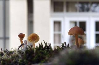 Villa kaufen in 01445 Radebeul, Stadtvilla im Neoklassizistischen Stil, Einzeldenkmal, volle AFA, Villa VB, Grundstück 550.000€