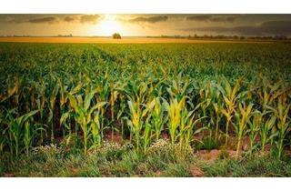 Grundstück zu kaufen in 48683 Ahaus, Ackerfläche in Ahaus