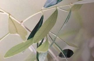 Wohnung mieten in Minnefeld 35, 64807 Dieburg, Top Appartement 690 €, 28m², 1 Zimmer, inkl. ALLER NK auch Internetzugang