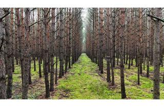 Gewerbeimmobilie kaufen in Hoyerswerdaer Straße, 02994 Bernsdorf, 6528 m² Waldgrundstück in Bernsdorf – perfekte Lage mit hervorragender Erreichbarkeit