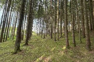 Immobilie kaufen in 86450 Altenmünster, Werden Sie Waldbesitzer!