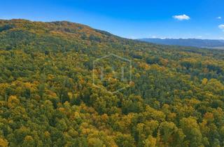 Immobilie kaufen in 91207 Lauf, Umfangreicher Forstbetrieb samt Eigenjagd im Nürnberger Land