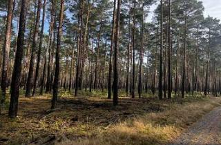 Gewerbeimmobilie kaufen in 03238 Massen, Ihr Traum vom eigenen Wald!