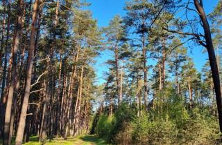 Grundstück zu kaufen in 17375 Liepgarten, Darf es ein bisschen Wald sein? Liepgarten