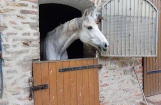 Wohnung mieten in Dorfstraße 11, 39435 Egeln, Wohnung auf dem Reiterhof in Egeln bei Magdeburg