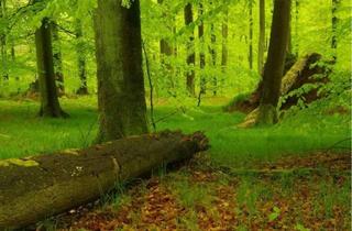 Gewerbeimmobilie kaufen in 86567 Hilgertshausen-Tandern, Ein Stück Natur! Waldfläche in Eichenried