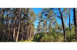 Gewerbeimmobilie kaufen in 17375 Liepgarten, Darf es ein bisschen Wald sein? Liepgarten