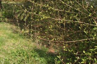 Grundstück zu kaufen in 82205 Gilching, Attraktives sonniges Baugrundstück