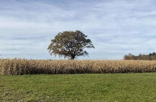 Gewerbeimmobilie kaufen in 86940 Schwifting, Acker- und Grünland bei Schwifting