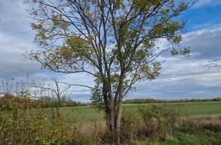 Grundstück zu kaufen in Zum Milchwinkel, 04442 Zwenkau, Wohnbaugrundstück für Bungalow, Einfamilien- oder Doppelhaus in ruhiger Ortsrandlage