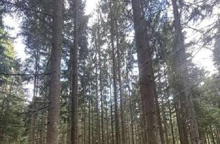 Grundstück zu kaufen in 92648 Vohenstrauß, Waldgrundstück zu verkaufen in Altenstadt bei Vohenstrauß!