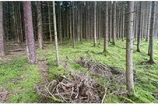 Grundstück zu kaufen in 92648 Vohenstrauß, Waldgrundstück bei Vohenstrauß zu verkaufen!