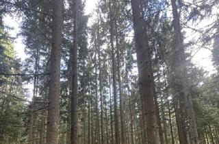 Grundstück zu kaufen in 92648 Vohenstrauß, Waldgrundstück zu verkaufen in Altenstadt bei Vohenstrauß!