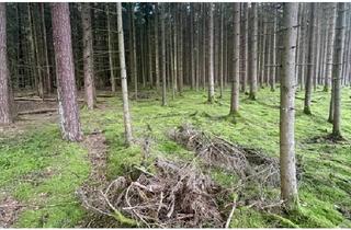 Immobilie kaufen in 92648 Vohenstrauß, Waldgrundstück bei Vohenstrauß zu verkaufen!