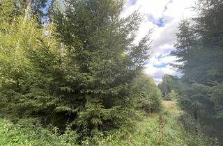 Immobilie kaufen in 92648 Vohenstrauß, Ein Waldgrundstück bei Vohenstrauß zu verkaufen!