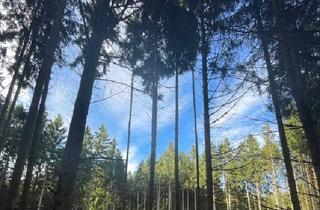 Immobilie kaufen in 92648 Vohenstrauß, Waldgrundstück zu verkaufen!