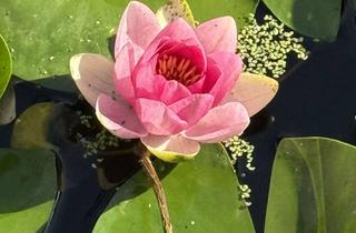 Haus mieten in Weidenweg 7-13, 14542 Werder (Havel), Erholungsgarten P9 mit Bungalow Nähe Glindowsee (Werder-Havel)