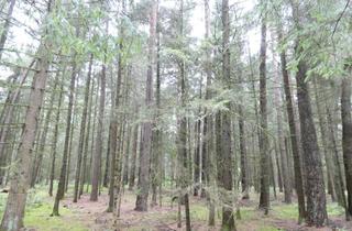 Grundstück zu kaufen in Gambach, 85296 Rohrbach, Rohrbach OT, Waldgrundstück