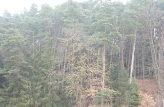 Grundstück zu kaufen in 84072 Au, Nähe Au Hallertau, Waldgrundstück