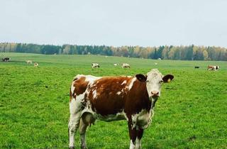 Mehrfamilienhaus kaufen in 17039 Beseritz, Mehrfamilienhaus mit 10 Wohneinheiten – ideal für Baugruppe, oder Projektentwickler