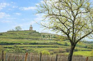 Grundstück zu kaufen in 67157 Wachenheim, ** Sonniges Baugrundstück in der malerischen Weingegend **