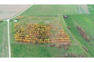 Gewerbeimmobilie kaufen in Nahe Am Plackmorgen, Flur 9, Flurstück 22, 37574 Einbeck, Außergewöhnliche Trüffelplantage mit Bewässerungssystem