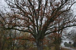 Grundstück zu kaufen in Am Gutshaus 15, 17258 Feldberger Seenlandschaft, Wohnbaugrundstücke inmitten der Feldberger Seenplatte