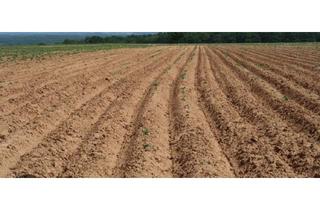 Gewerbeimmobilie kaufen in 89608 Griesingen, Landwirtschaftsfläche (Taie) in Griesingen