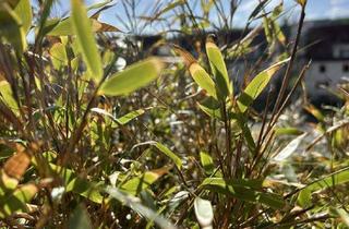 Wohnung kaufen in 95326 Kulmbach, Charmante 2 Zimmer-Eigentumswohnung mit großem Balkon in zentraler Lage von Kulmbach