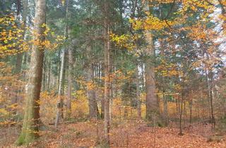 Grundstück zu kaufen in 83670 Bad Heilbrunn, Nahe beieinanderliegende Waldgrundstücke Nähe Bad Heilbrunn / Oberbuchen zu verkaufen.