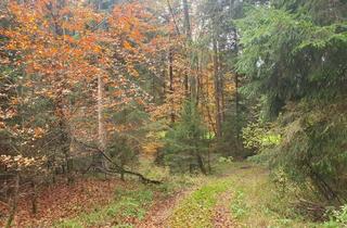 Grundstück zu kaufen in 83670 Bad Heilbrunn, Waldgrundstücke Nähe Bad Heilbrunn / Oberbuchen zu verkaufen