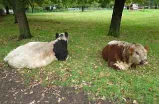 Doppelhaushälfte kaufen in 55758 Mörschied, KAPITALANLAGE! Doppelhaushälfte mit 2 Wohneinheiten in bevorzugter Lage und Baumöglichkeit. RENDITE