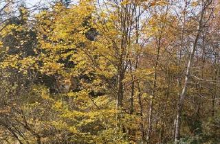 Haus kaufen in 94538 Fürstenstein, Fürstenstein - Anwesen mit Jungwald im Bayrischen Wald o.Baugrund