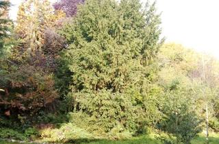 Grundstück zu kaufen in 74363 Güglingen, TRAUMGRUNDSTÜCK MIT ALTBESTAND