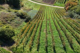 Gewerbeimmobilie kaufen in Flurstück: 570, 79183 Waldkirch, Reben in begehrter Lage - Spät-/Weißburgunder Bebauung