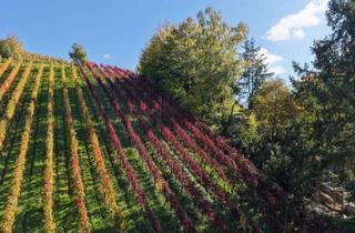 Gewerbeimmobilie kaufen in Flurstück: 706, 79183 Waldkirch, Reben in begehrter Lage - Dakapo Bebauung