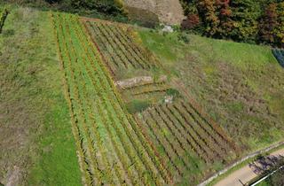 Gewerbeimmobilie kaufen in Flurstück: 585, 79183 Waldkirch, Reben in begehrter Lage - Spätburgunder Bebauung