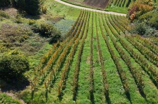 Grundstück zu kaufen in Flurstück: 570, 79183 Waldkirch, Reben in begehrter Lage - Spät-/Weißburgunder Bebauung