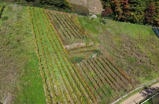 Grundstück zu kaufen in Flurstück: 585, 79183 Waldkirch, Reben in begehrter Lage - Spätburgunder Bebauung