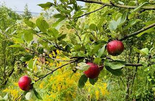 Grundstück zu kaufen in 60389 Frankfurt, Traumgarten auf dem Frankfurter Lohrberg