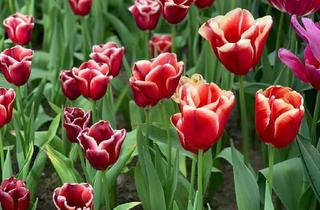 Immobilie kaufen in 94508 Schöllnach, Zentral gelegenes, vollständig ebenes Grundstück in Schöllnach